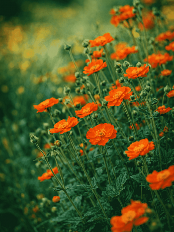 Гравилат ярко-красный Cosmopolitan