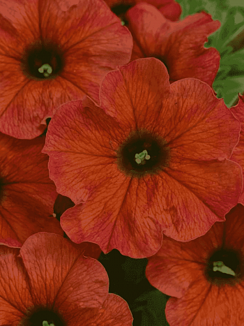 Петхоа Beautical Cinnamon