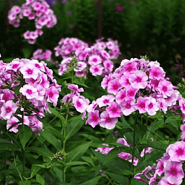 Флокс метельчатый Феникс