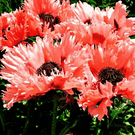 Мак восточный Fornsett Summer