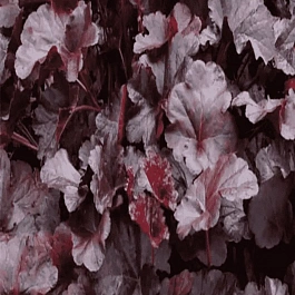 Гейхера гибридная Obsidian