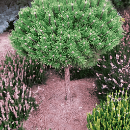 Сосна горная Benjamin штамб