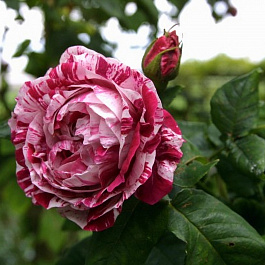 Роза парковая Фердинанд Пичад Роза парковая Фердинанд Пичад