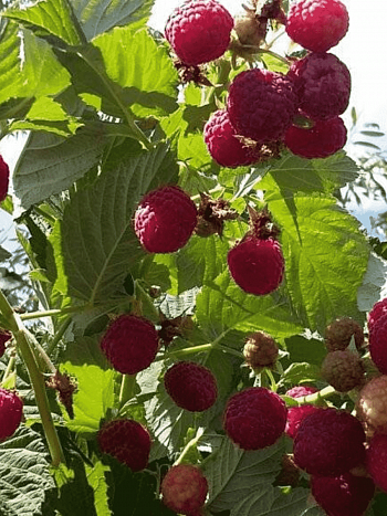 Малина обыкновенная Таруса