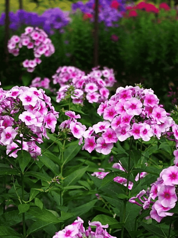 Флокс метельчатый Феникс