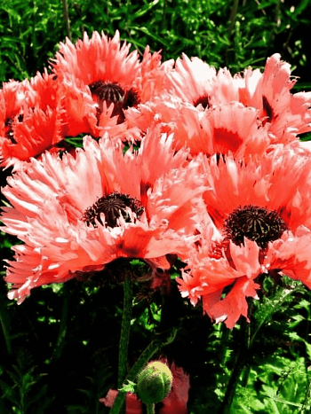 Мак восточный Fornsett Summer