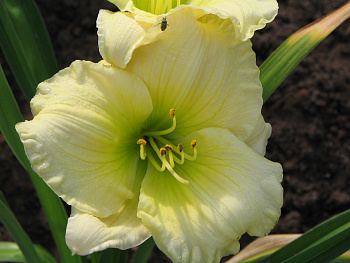 Лилейник гибридный Кул Ит