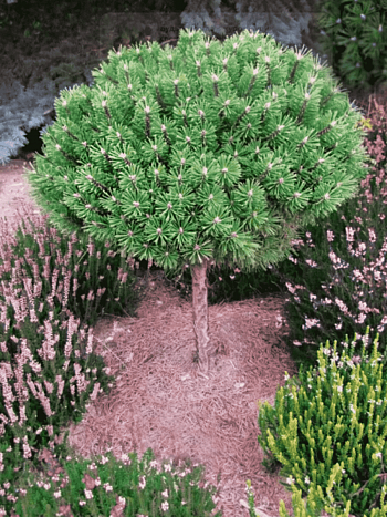 Сосна горная Benjamin штамб