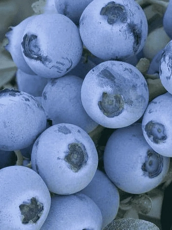 Голубика высокорослая Early Blue