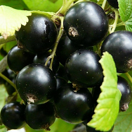 Смородина черная Сластена