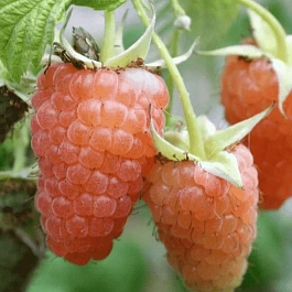 Малина обыкновенная Светлогор