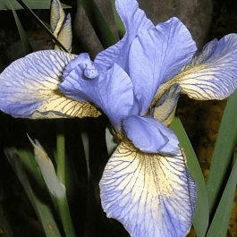 Ирис сибирский Banish Misfortune