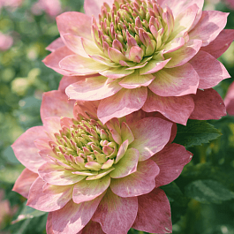 Клематис Pistachio cake