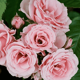 Роза спрей Lydia