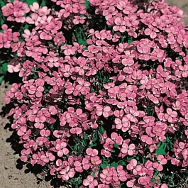 Арабис кавказский Pinkie