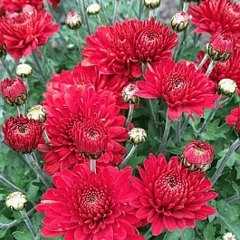 Хризантема корейская Red Velvet