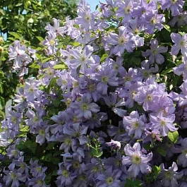 Клематис Prince Charles