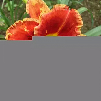 Лилейник гибридный Файр энд Фог