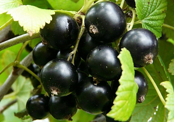 Смородина черная Сластена