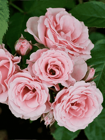 Роза спрей Lydia