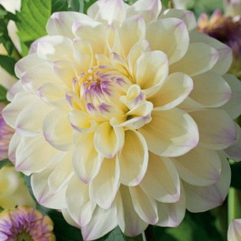 Георгина Декоративная Лейк Кери