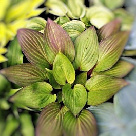 Хоста гибридная Фёст Блаш