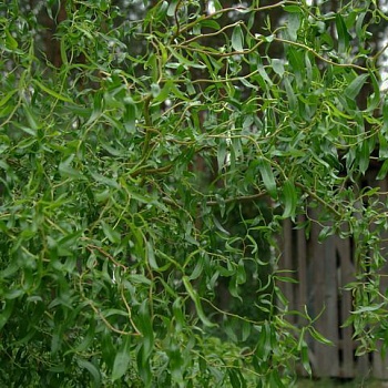 Ива Erythroflexuosa