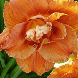 Лилейник Mary Brown