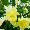 Аквилегия обыкновенная Early Bird Yellow