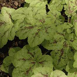 Гейхерелла Yellowstone  falls