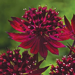 Астранция крупная Венеция