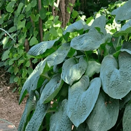 Хоста Зибольда Elegans