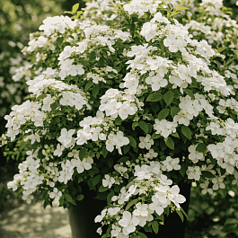 Гортензия ампельная Runaway Bride