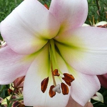 Лилия ОТ-гибрид Истерн Мун НАБОР 2ШТ (2+2)