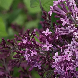 Сирень мейера Flowerfesta Purple