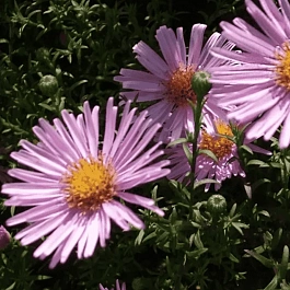 Астра кустарниковая Peter Harrison