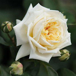 Роза плетистая Илзе Крон