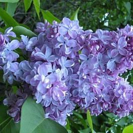 Сирень обыкновенная Андрюша Громов