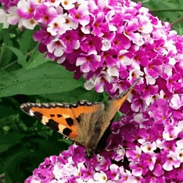 Буддлея давида Berries & Cream