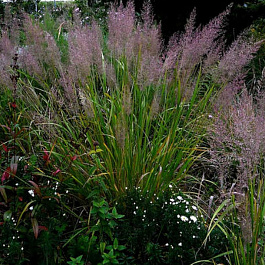 Вейник тросниковидный