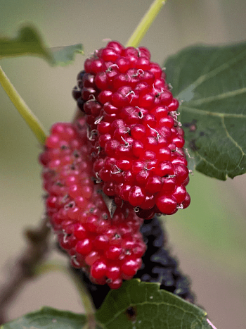 Шелковица черная Red №2