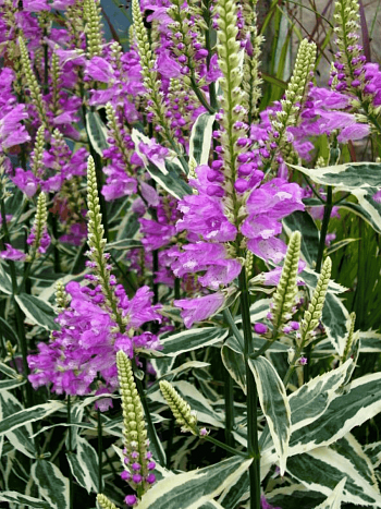 Физостегия виргинская Variegata