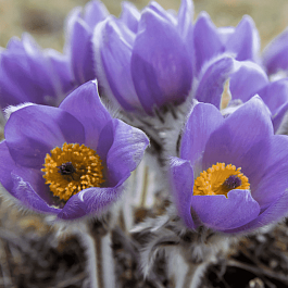 Прострел весенний