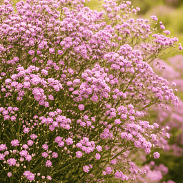 Гипсофила метельчатая Pink