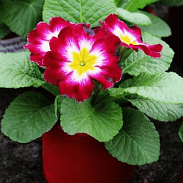 Примула Hethor pink flame