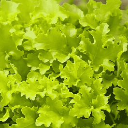 Гейхера Marmalade