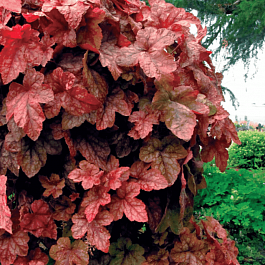 Гейхерелла Redstone Falls