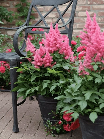 Астильба японская Drum and Bass