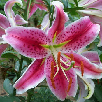 Лилия восточная Фурио НАБОР 2ШТ (2+2)