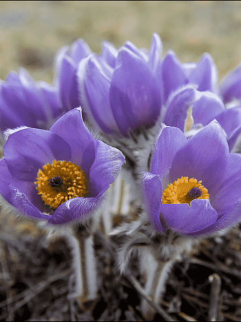 Прострел весенний